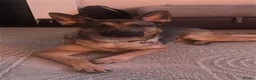 German Shepherd dogs for sale: Bella urgently needs a new forever home  - Advert 1