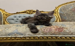 Maine Coon cats for sale: Maine Coon Kittens with Elite Heritage 🌟🌟🌟🌟🌟 - Image 16