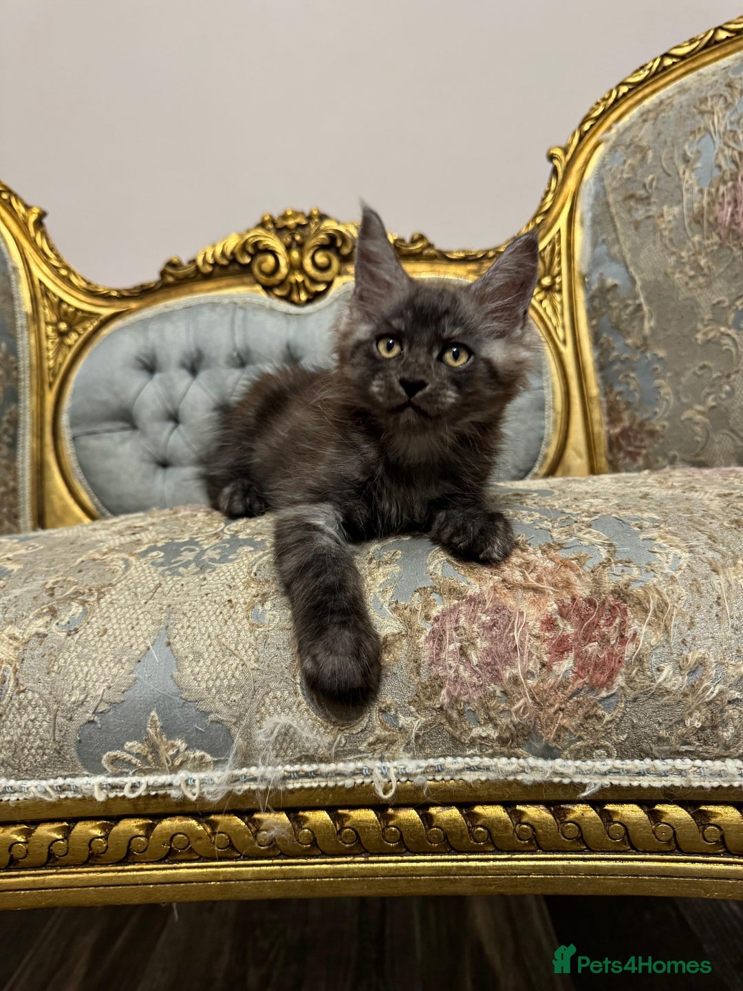 Maine Coon cats for sale: Maine Coon Kittens with Elite Heritage 🌟🌟🌟🌟🌟 - Image 16