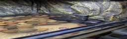 Frog reptiles for sale: Giant African bullfrog with enclosure/setup  in Swadlincote - Advert 8