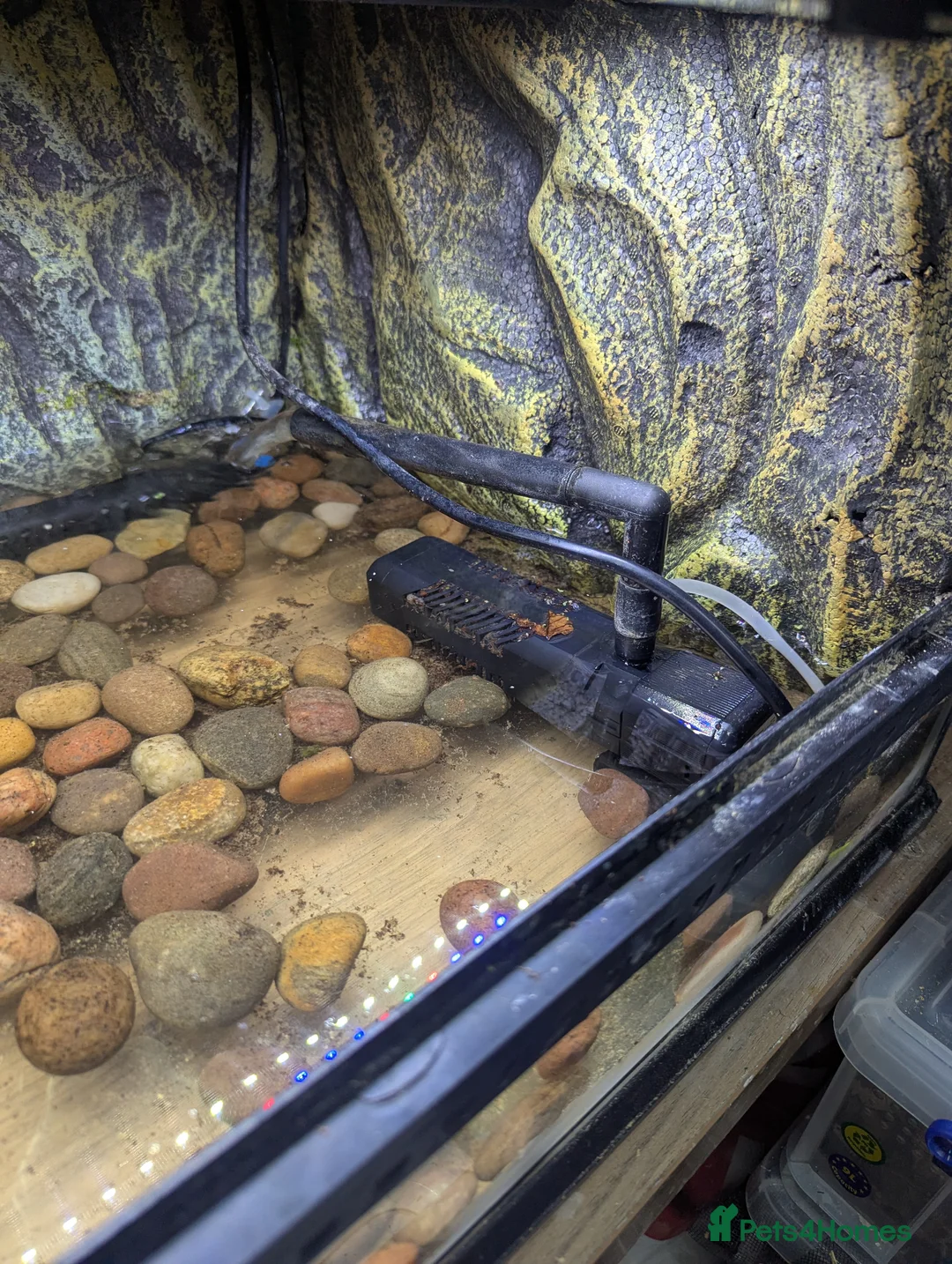 Frog reptiles for sale: Giant African bullfrog with enclosure/setup  in Swadlincote - Advert 8