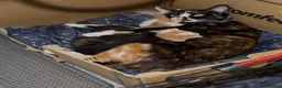 Mixed Breed cats for sale: Beautiful playful kittens for sale - Advert 20