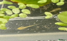 Other/Mixed Breed fish for sale: Axolotls - Image 3