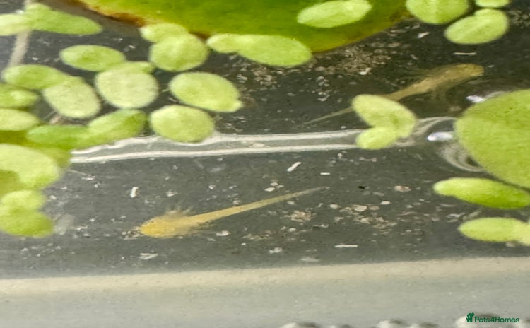 Other/Mixed Breed fish Baby Axolotls Looking for Homes - Advert 7