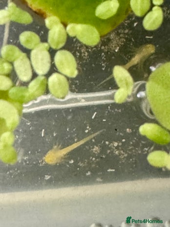 Other/Mixed Breed fish Baby Axolotls Looking for Homes - Advert 6