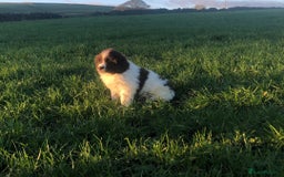 Newfoundland dogs for sale: Outstanding Newfoundland Puppies - Advert 7