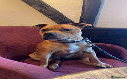 Mixed Breed dogs for sale: Beautiful Staffordshire Bull Terrier cross - Image 6