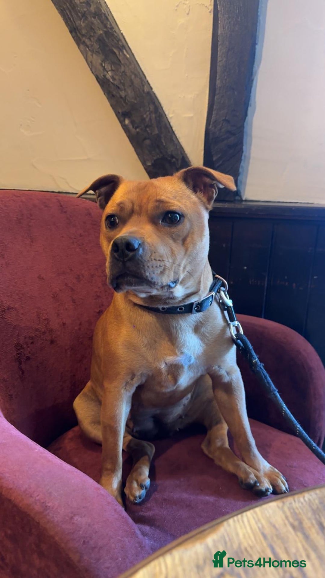 Mixed Breed dogs for sale: Beautiful Staffordshire Bull Terrier cross - Image 6