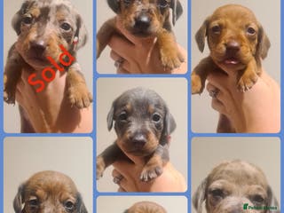 Miniature Dachshund dogs Beautiful bundle of boy mini daxies - Advert 14