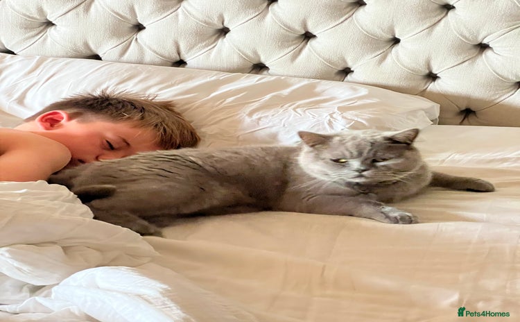 British Shorthair cats - Advert 13