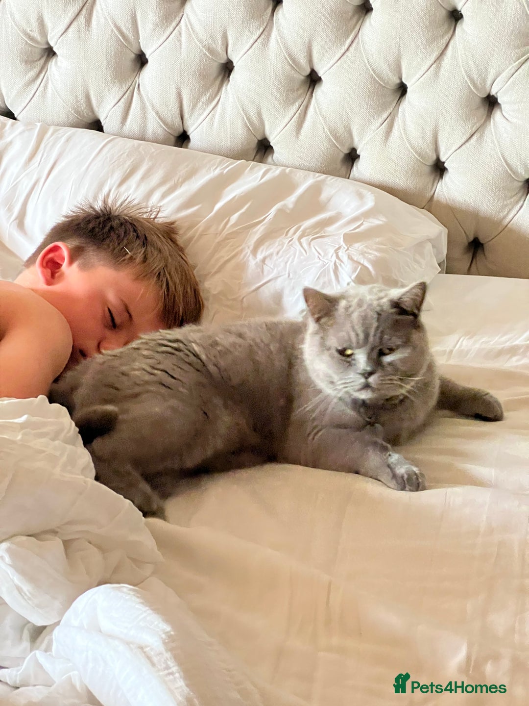 British Shorthair cats for sale: 2 lilac British shorthair cats - Image 1