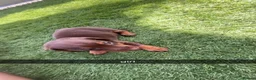 Miniature Dachshund dogs for sale: miniature dachshunds - Advert 17