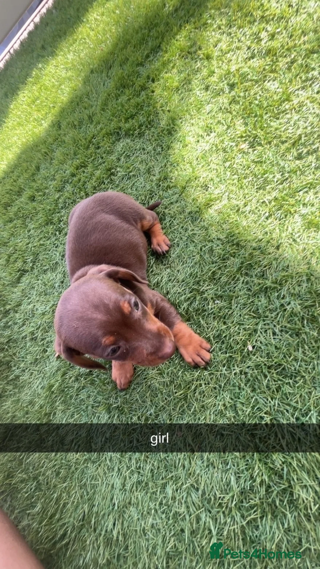 Miniature Dachshund dogs for sale: miniature dachshunds - Advert 17