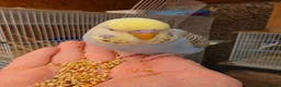 Budgerigars birds for sale: Hand tamed baby budgies for sale - Advert 4