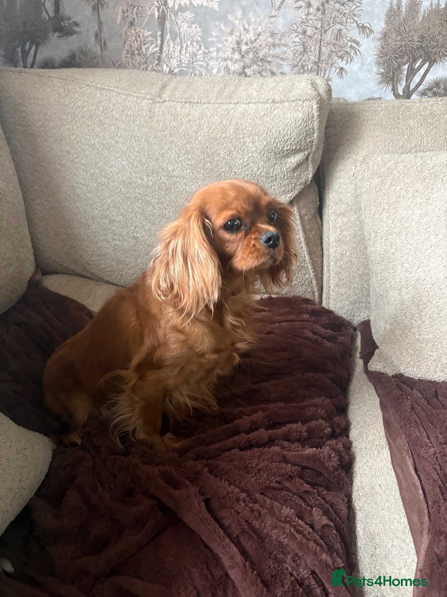 Cavalier King Charles Spaniel dogs 1year old King Charles cavalier  - Advert 1