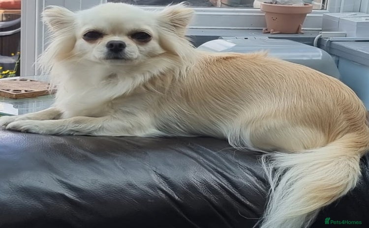 Chihuahua dogs - Advert 2