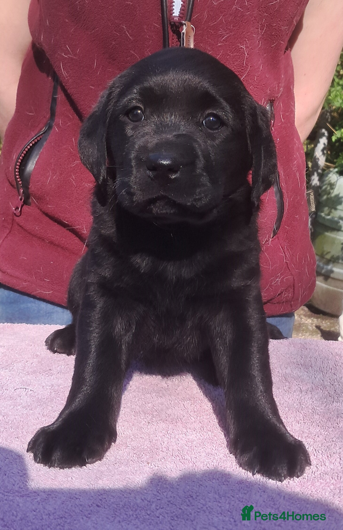 Labrador Retriever dogs Solid, chunky type Labrador puppies. KC, DNA  - Advert 2