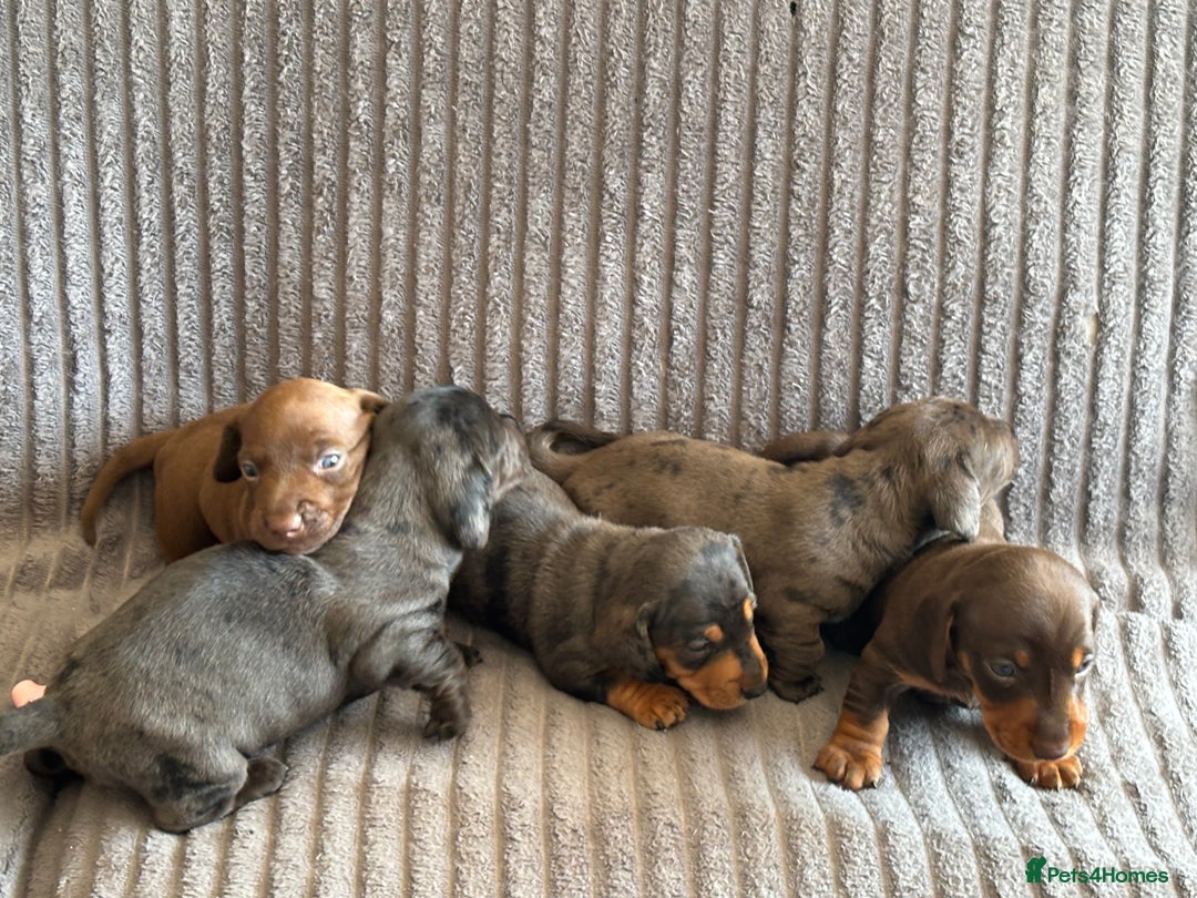 Miniature Dachshund dogs for sale: KC miniature Daschunds    - Image 17