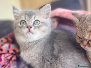 British Shorthair cats Beautiful pure breed lilac golden kittens - Advert 1