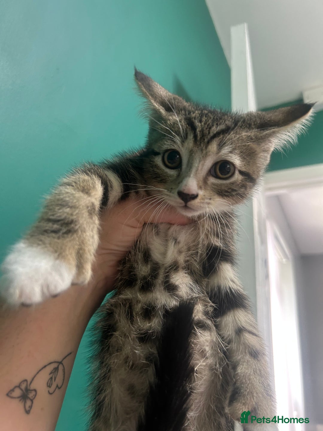 British Shorthair cats for sale: Kittens  - Image 7
