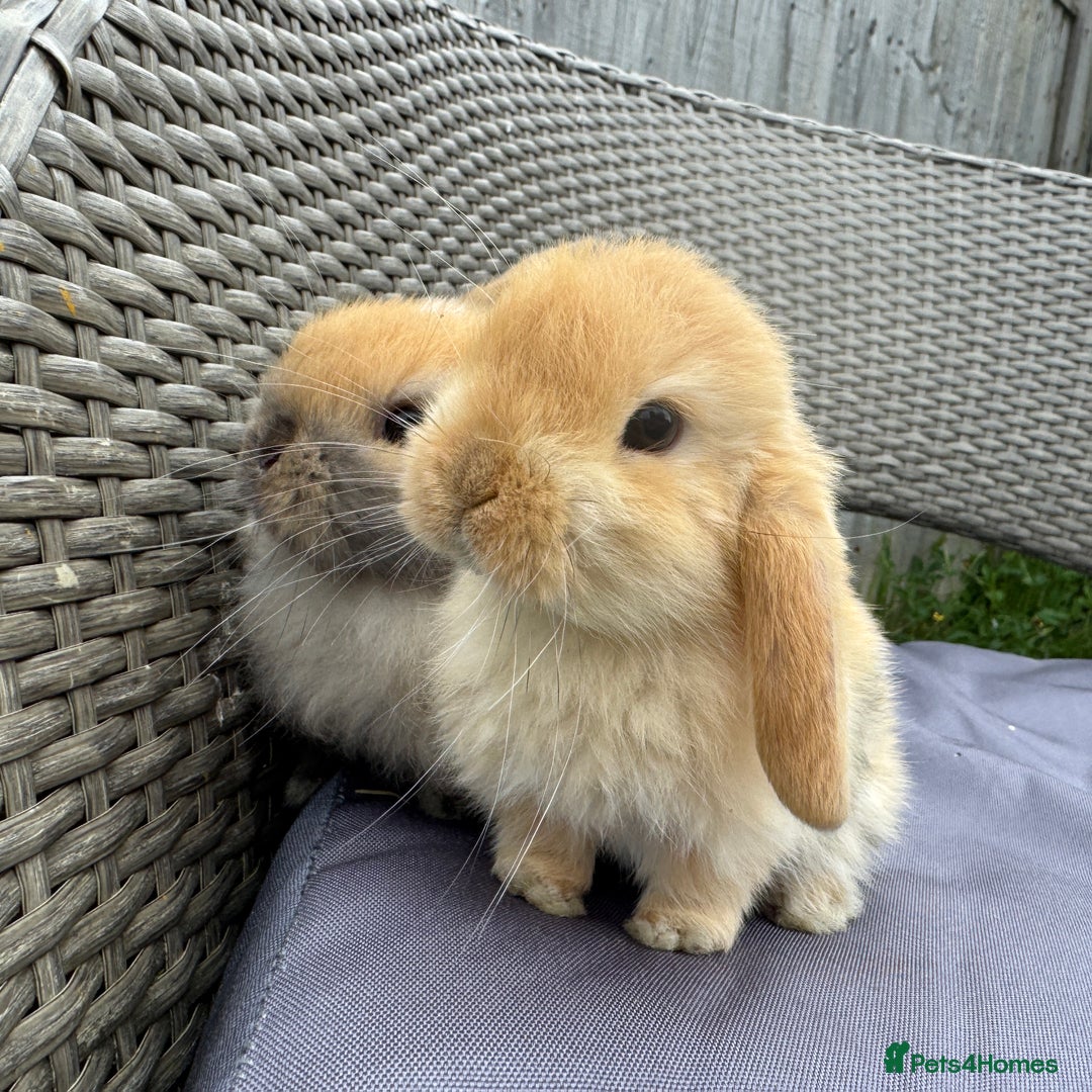 Rabbit Breeds American Lop Bunny American Fuzzy Lop Types Of Lop