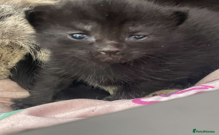 Mixed Breed cats - Advert 16
