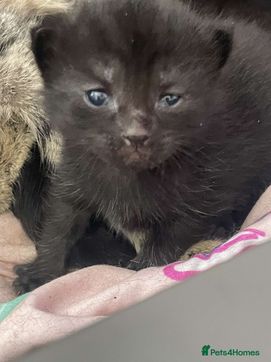Mixed Breed cats for sale: Kittens for sale - Image 1
