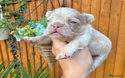 French Bulldog dogs for sale: Kc registered new shade french bulldogs - Image 4