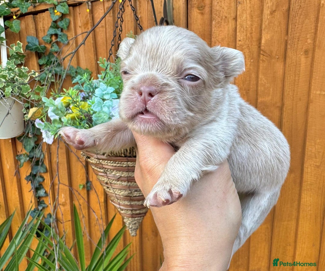 French Bulldog dogs for sale: Kc registered new shade french bulldogs - Image 4