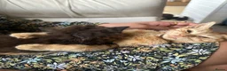 British Longhair cats for sale: British medium fur female kitten  - Advert 3