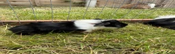 Guinea Pig rodents for sale: Baby Guinea pigs! - Advert 2