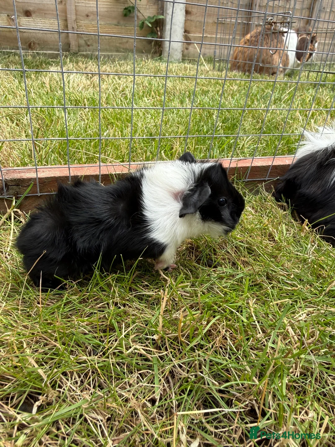 Guinea Pig rodents for sale: Baby Guinea pigs! - Advert 2