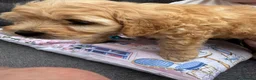 Cockapoo dogs for sale: Stunning Cockapoo puppies  - Advert 8