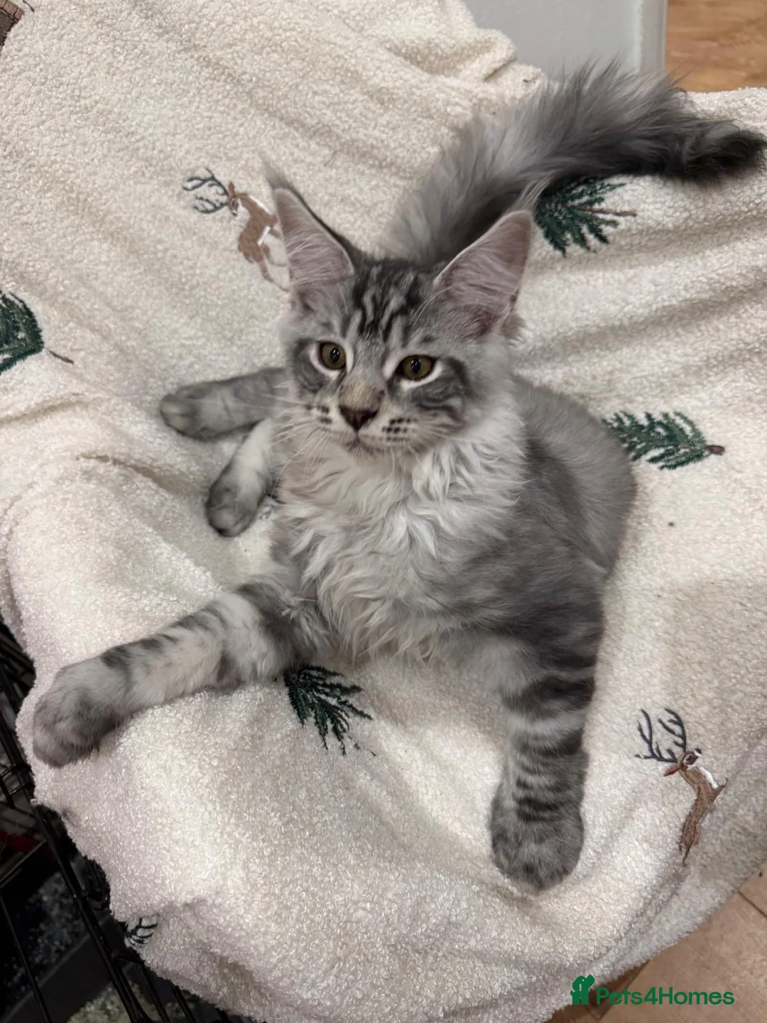Maine Coon cats for sale: Maine Coon kittens  - Advert 1