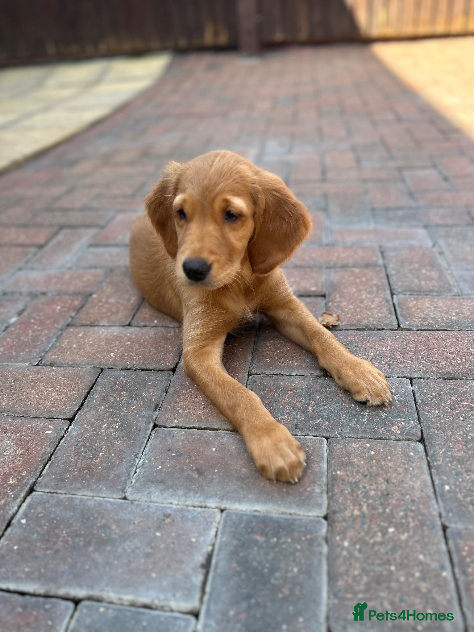 Golden Retriever dogs  Beautiful red golden retriever Girl puppy  - Advert 1