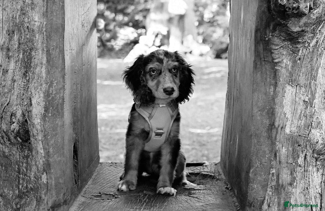 Cocker Spaniel dogs for sale: Cocker spaniel puppy  - Image 8