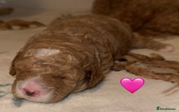 Cavapoo dogs for sale: Cavapoo puppies F1BB - Image 9