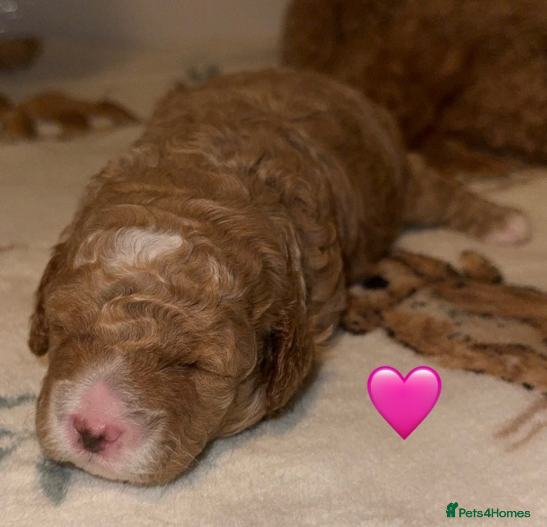 Cavapoo dogs for sale: Cavapoo puppies F1BB - Image 9