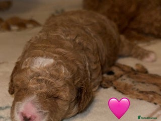 Cavapoo dogs Cavapoo puppy F1BB GIRL - Advert 17