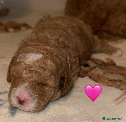 Cavapoo dogs Cavapoo puppy F1BB GIRL - Advert 5