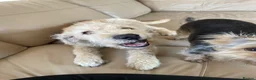 Labradoodle dogs for sale: 4 month old Labradoodle puppy - Advert 3