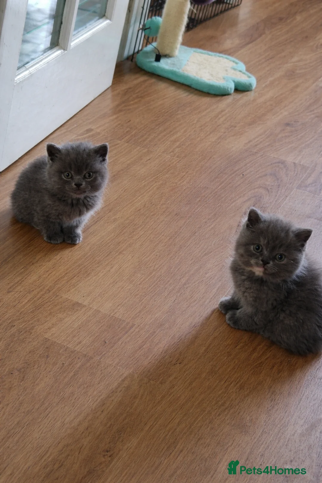 British Shorthair cats for sale: British Shorts  - Advert 1