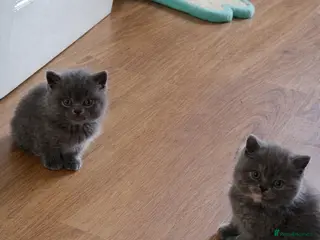 British Shorthair cats British Shorts - Advert 2