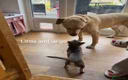 Chihuahua dogs for sale: 9 month old Girl - Image 7