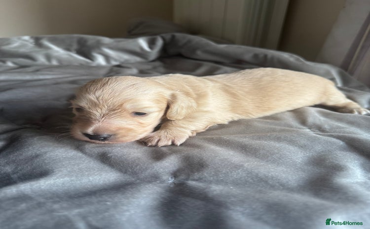 Miniature Dachshund dogs - Advert 3
