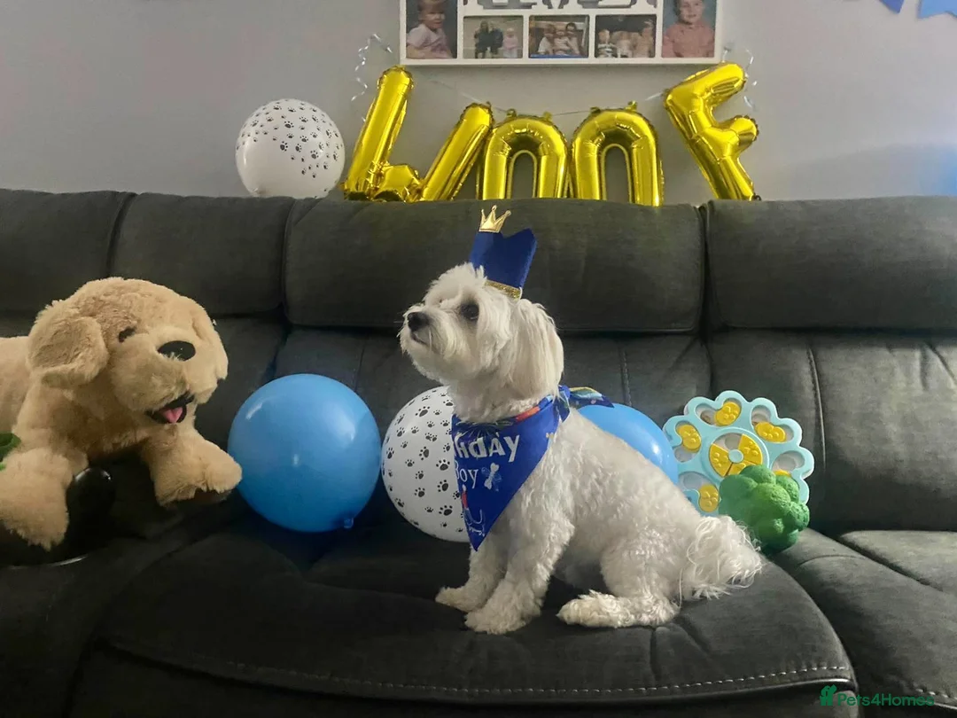 Toy Poodle dogs for stud: Phantom Toy Poodle Tri colour KC (STUD ONLY) in Coalville - Advert 38