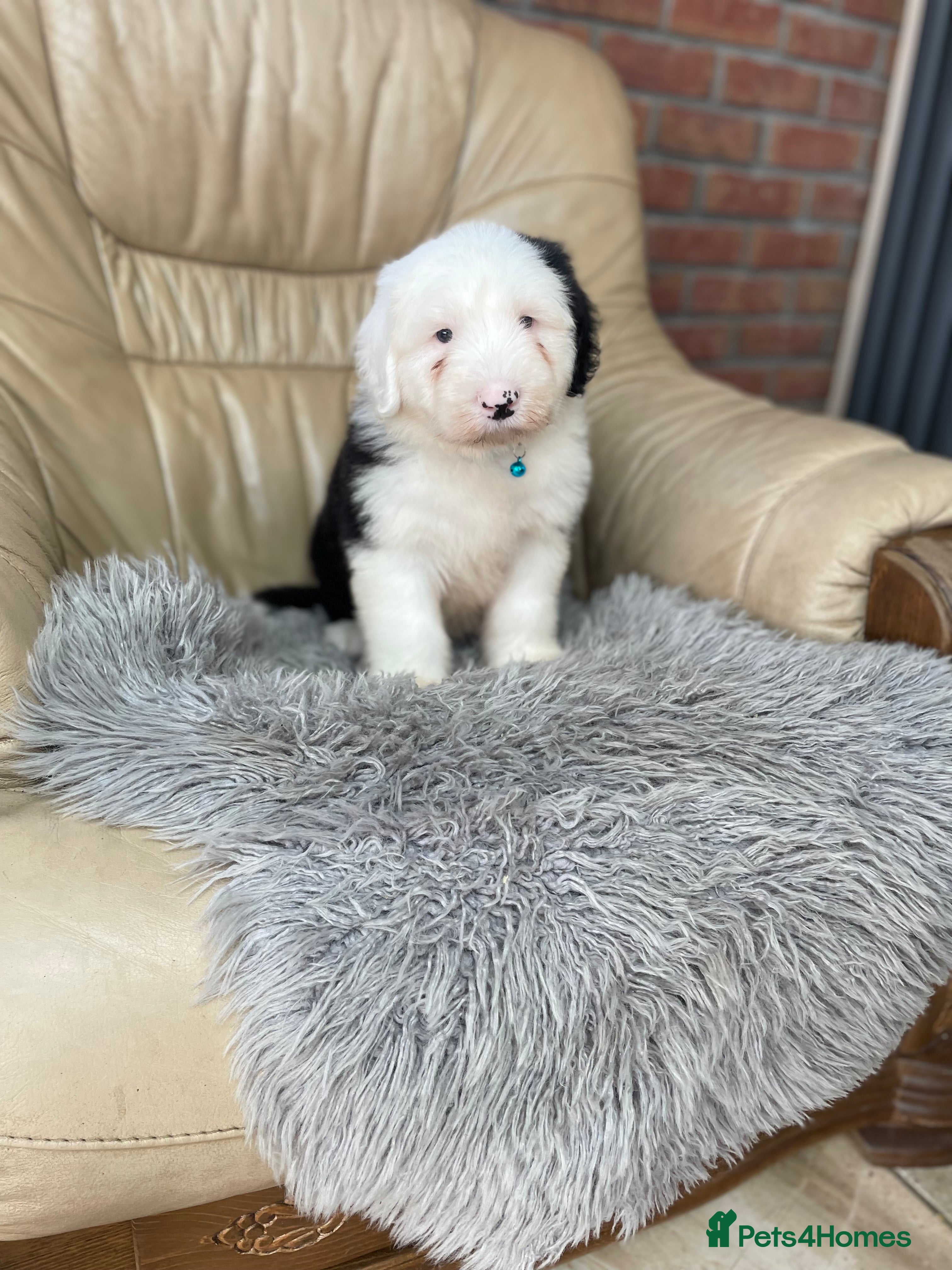 Old English Sheepdog dogs Old English sheep pups  - Advert 2