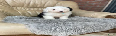 Old English Sheepdog 2