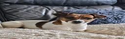 Jack Russell dogs for sale: Min jack Russell - Advert 7