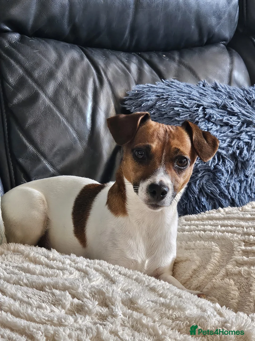 Jack Russell dogs for sale: Min jack Russell - Advert 7